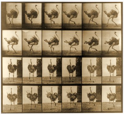 Image Sequence of an Ostrich Running, 